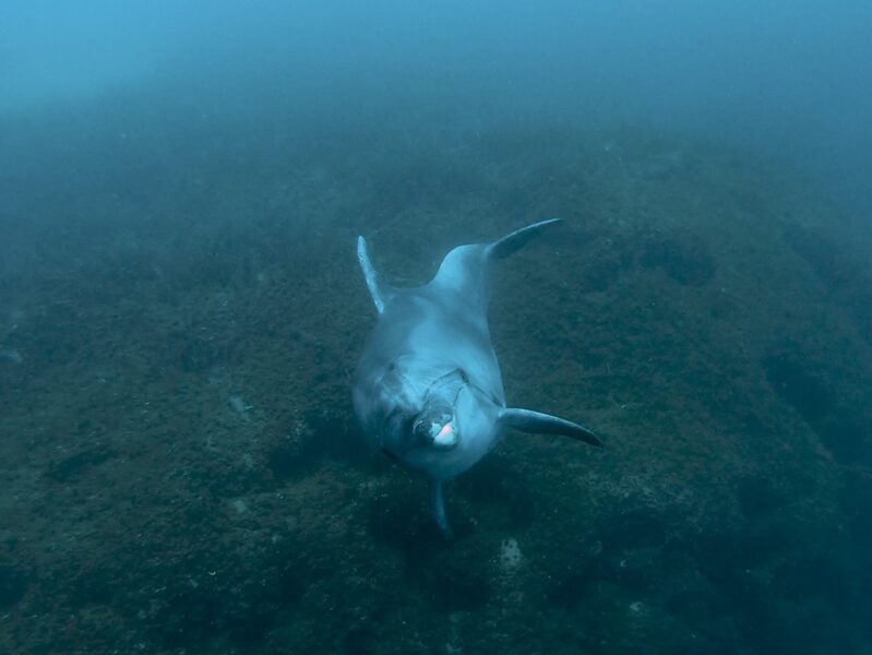 The dolphin posing from the seabed