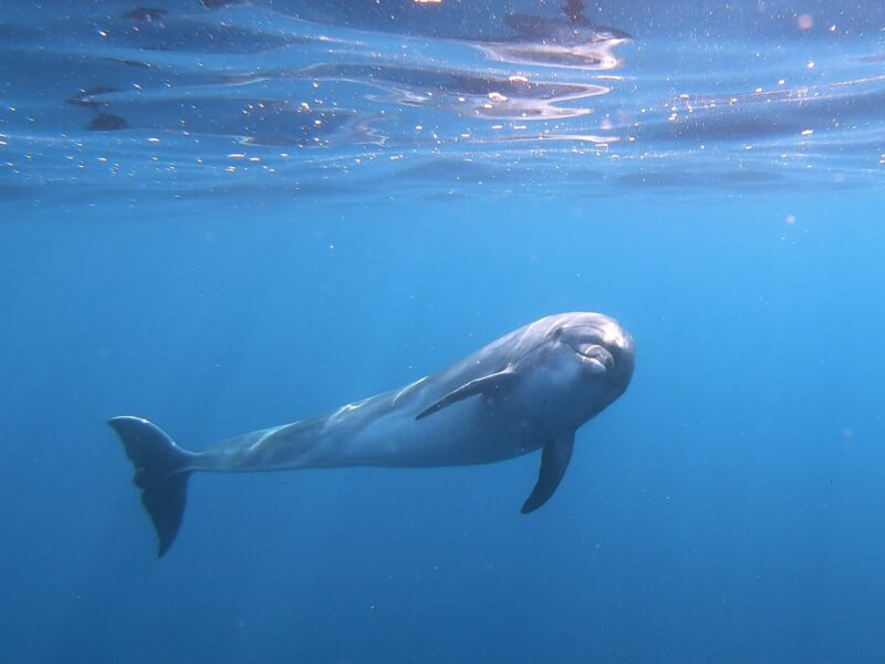 The dolphin swimming close to the surface of the sea
